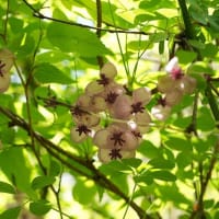 花の咲く頃
