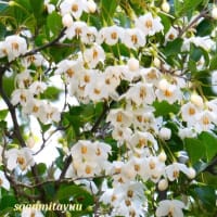「相模原麻溝公園」では「エゴノキ」白い花が鈴なりに！！