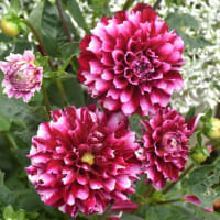 花　ダリア