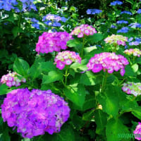 「町田薬師池公園」で開催中の「しょうぶ・あじさいまつり」〜あじさい編