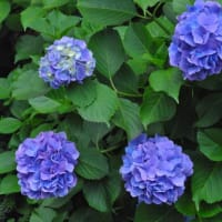 多摩川台公園あじさい園　　山一面に色々のあじさいが咲いています　　　1