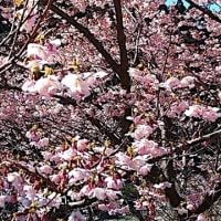 身体も一気に桜春に向かいましょう!!!!!