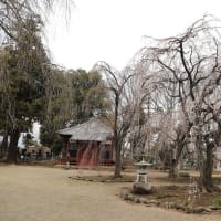 慈眼寺のしだれ桜2024（その7）
