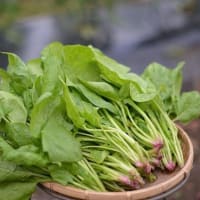 野菜の収穫と状況です
