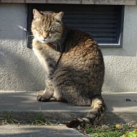 霧島縦走路のレットさんと、公園の猫さん。