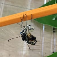 アゲハチョウ65