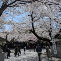 靖国神社の桜1　標本木