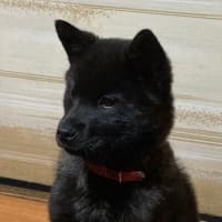 撮影