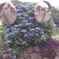 アジサイは元気です