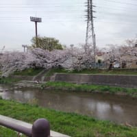 名古屋の山崎川。ソメイヨシノや菜の花なども満開に！！