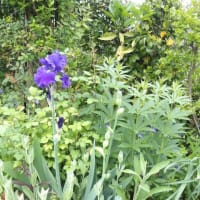 種が発芽しやすい温度で雑草園