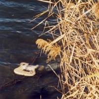 多摩川に沈むギター…フィルム写真シリーズ