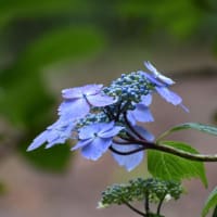ああ森の蒼。