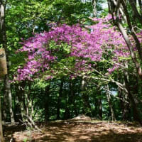 新緑とミツバツツジの咲く三頭山
