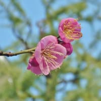 庭の梅の花