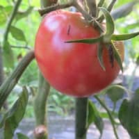 菜園だより