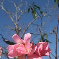 2023年12月:ジャンクレンズで「メタセコイア並木・バラ」を記録してきた
