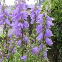今日の花（ハタザオキキョウ、アスチルベ）