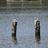沼のコアジサシ
