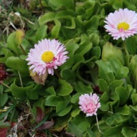 北海道の春から初夏の花、デイジー4-1
