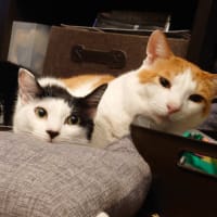 何度もかいくぐる