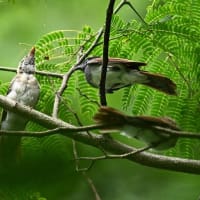 サンコウチョウの巣立ち雛