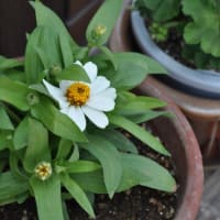 夏の花　ルドベキアとかサントリーのサンパラソルとか