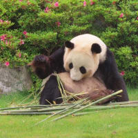 パンダ4頭中国に返還されて和歌山を出発