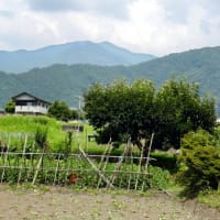 7月に入ってすぐ夏日・・・