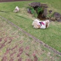 久し振りの公園散歩