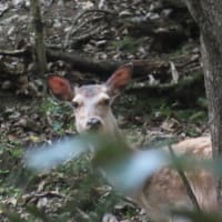 出会った生き物たち～宇治川散歩2025/5下旬（5）