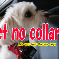 Dog barking prevention collars  without effect　躾首輪効果無し