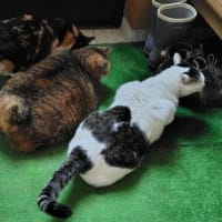トラブル発生～っ＼(゜ロ＼)(／ロ゜)／