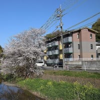 令和７年４月、私達の散歩道 染井吉野桜満開