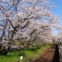 浦ノ崎の桜
