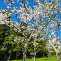 千葉市『昭和の森』(Showanomori Park)の桜2024