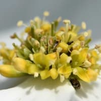庭の「ハナミズキ」（２）白花種