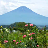 桃狩りと花と富士山