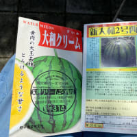明日から天気が崩れるらしい。