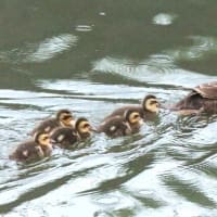 小さなカルガモのヒナ