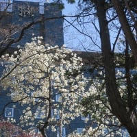 中島公園　桜