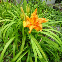 7月の庭の花たち