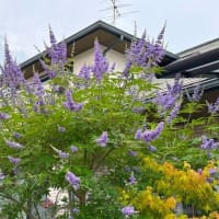 西洋ニンジンボク