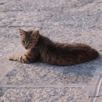 心ふるえる風景　南イタリア編⑧　プロチダ島は　猫たちの天国だった