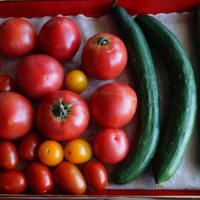 新鮮な野菜が届きました
