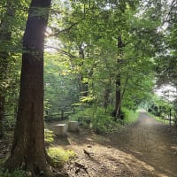 散歩道の風景　2024年12月～2025年7月　　＃2　玉川上水　緑道