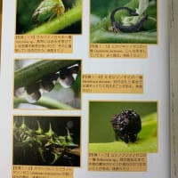 「探検昆虫家学者の珍虫ファイル　わっ！ヘンな虫」西田賢司著　”ヘンにも意味がある”