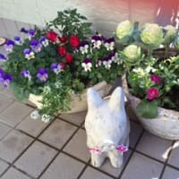 忙しく過ぎて　でも薔薇も好き＾＾