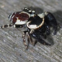 カラスハエトリの ♀