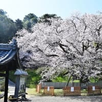 今治市菊間町の掌禅寺の金龍桜が見頃になっています